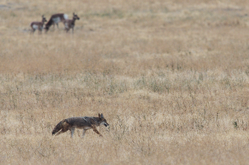 Wild coyote in a field