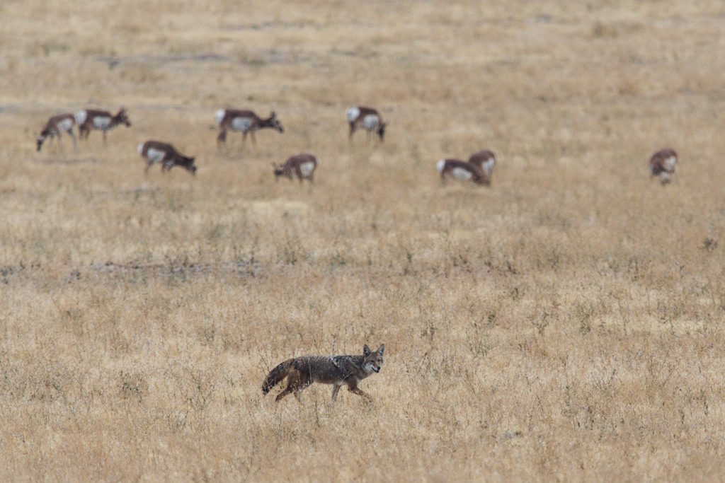 Coyotes in a field