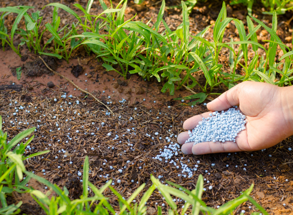 Someone's hand putting chemical fertilizer pellets on the soil