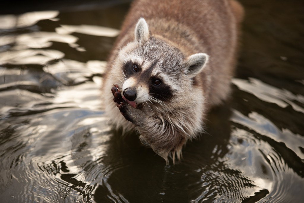 Raccoon in the water eating afruit